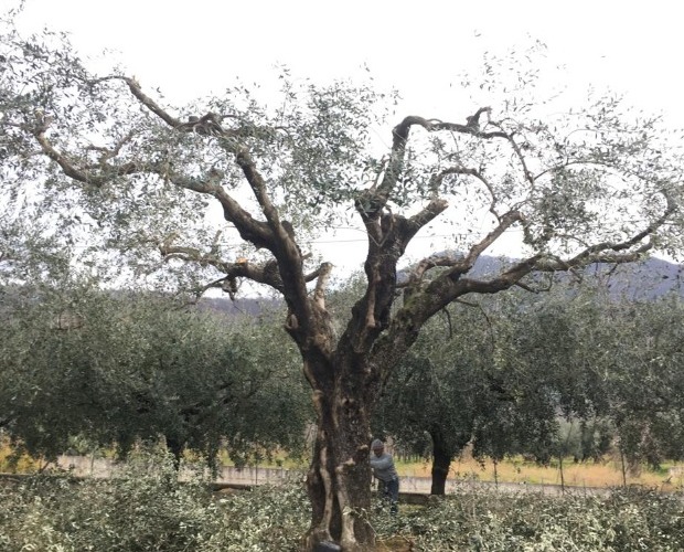 Potatura olivo