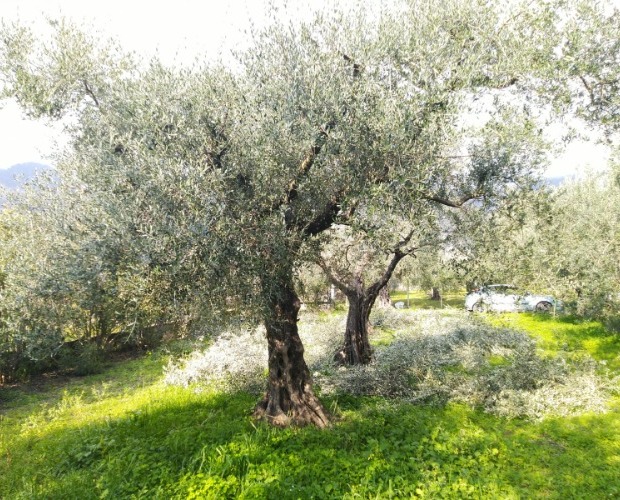 Potatura olivo
